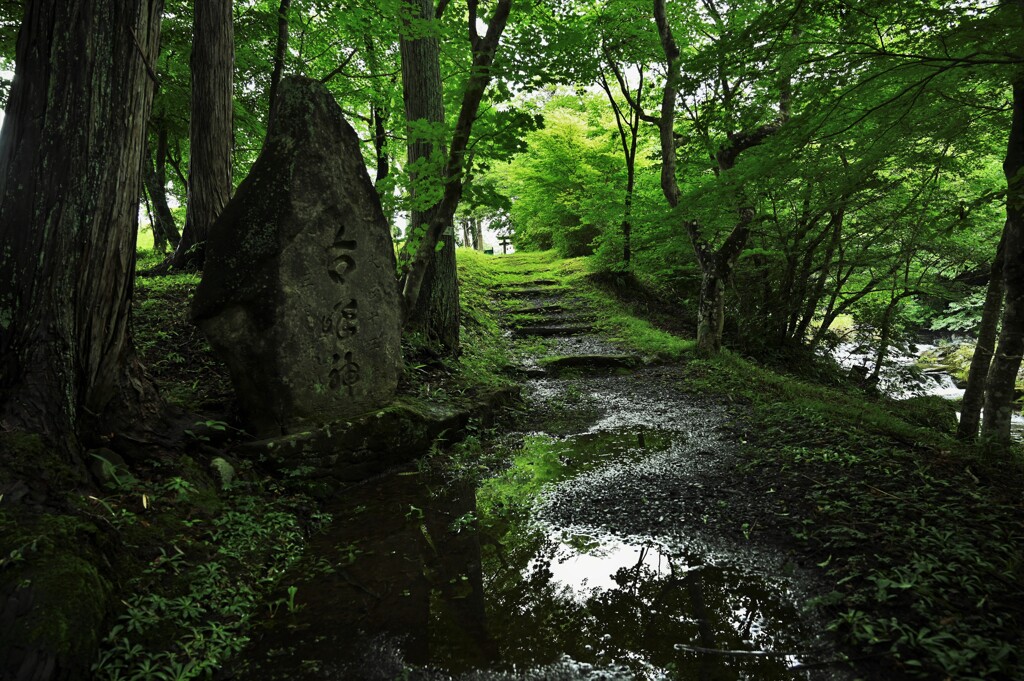 鎮守の杜・・