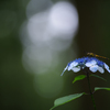 雨やどり・・