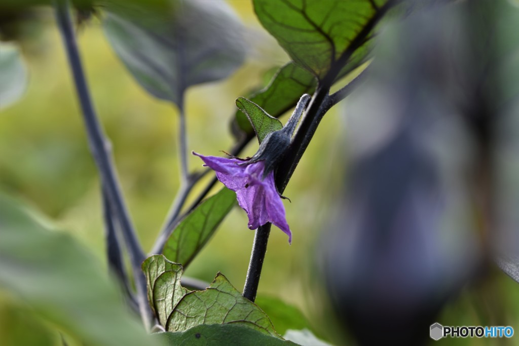 嫁に食わすな・・！