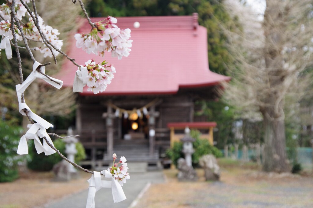 「さくら結び」