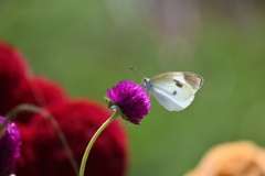お花畑の仲間たち・・