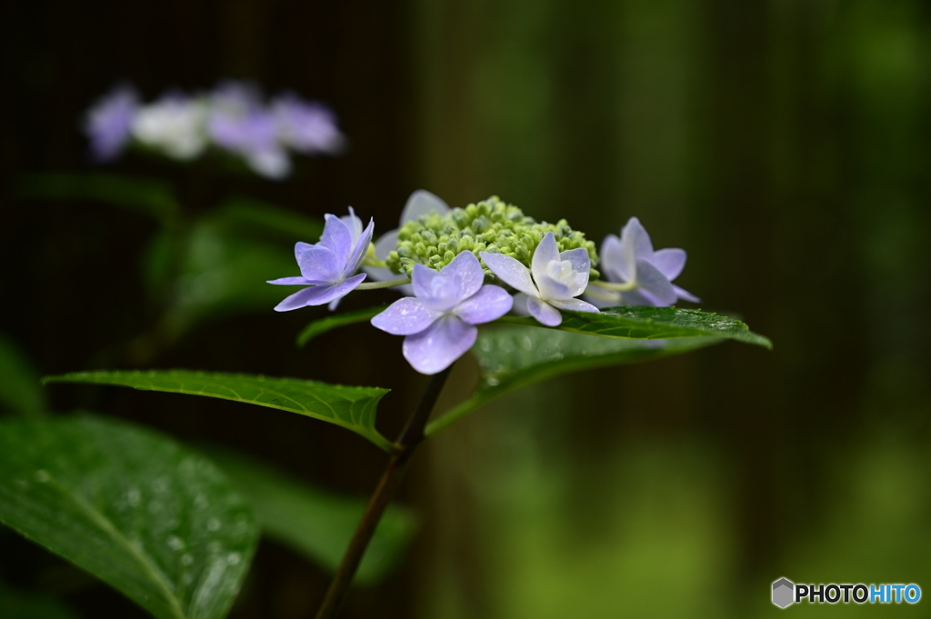 紫陽花　2