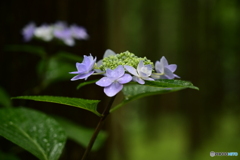 紫陽花　2