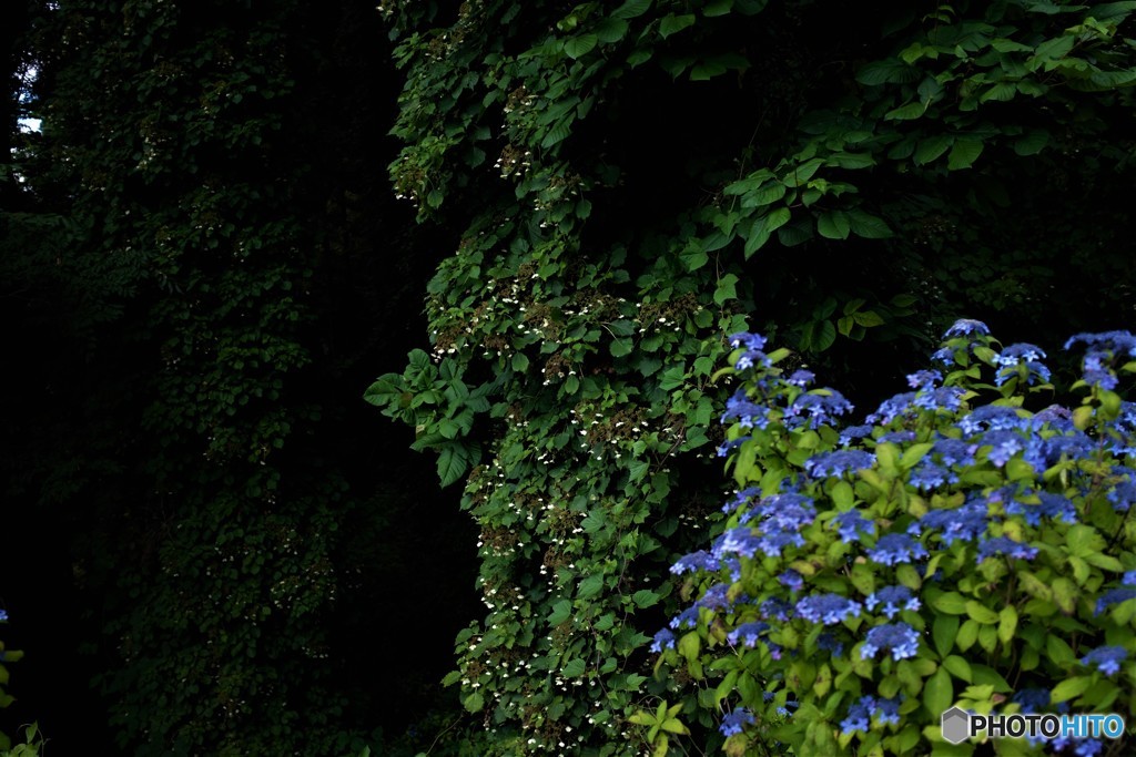 ホップと紫陽花