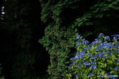 ホップと紫陽花