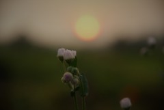 いつもの夕暮れ２