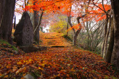 鎮守の杜に続く道・・（晩秋）