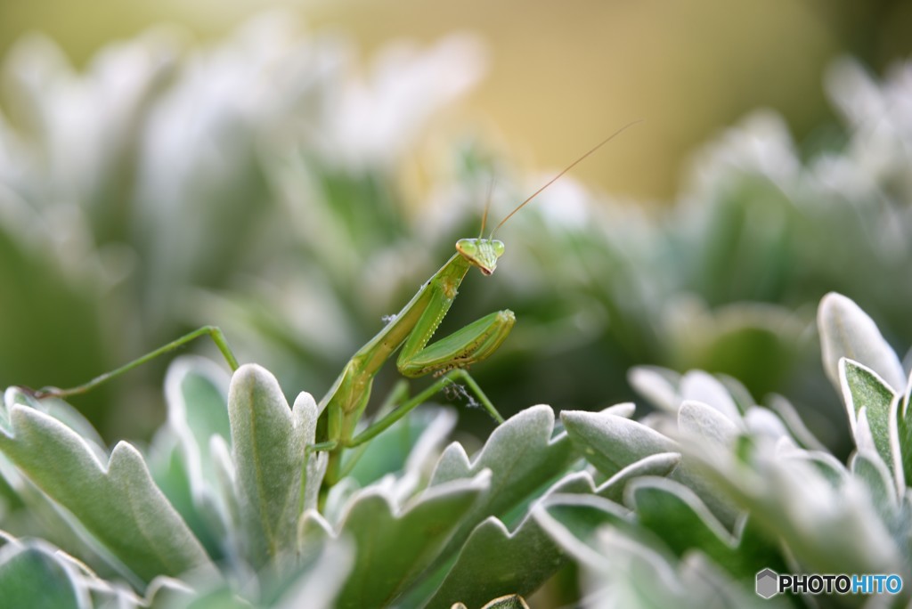 そろそろ出番かな・・・？