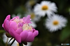 いまお話しています・・