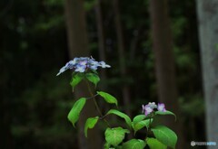 あじさいの詩