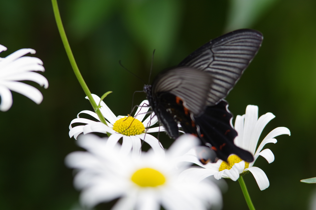 お花畑の仲間たち・・