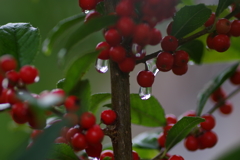 秋雨