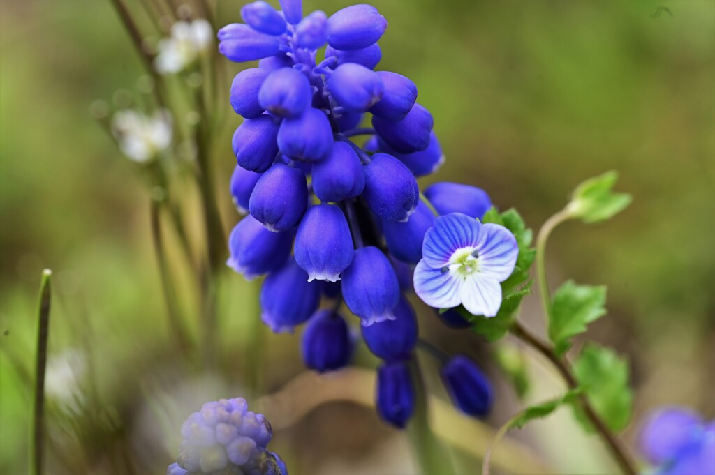 頑張れちびっ子flowers・・