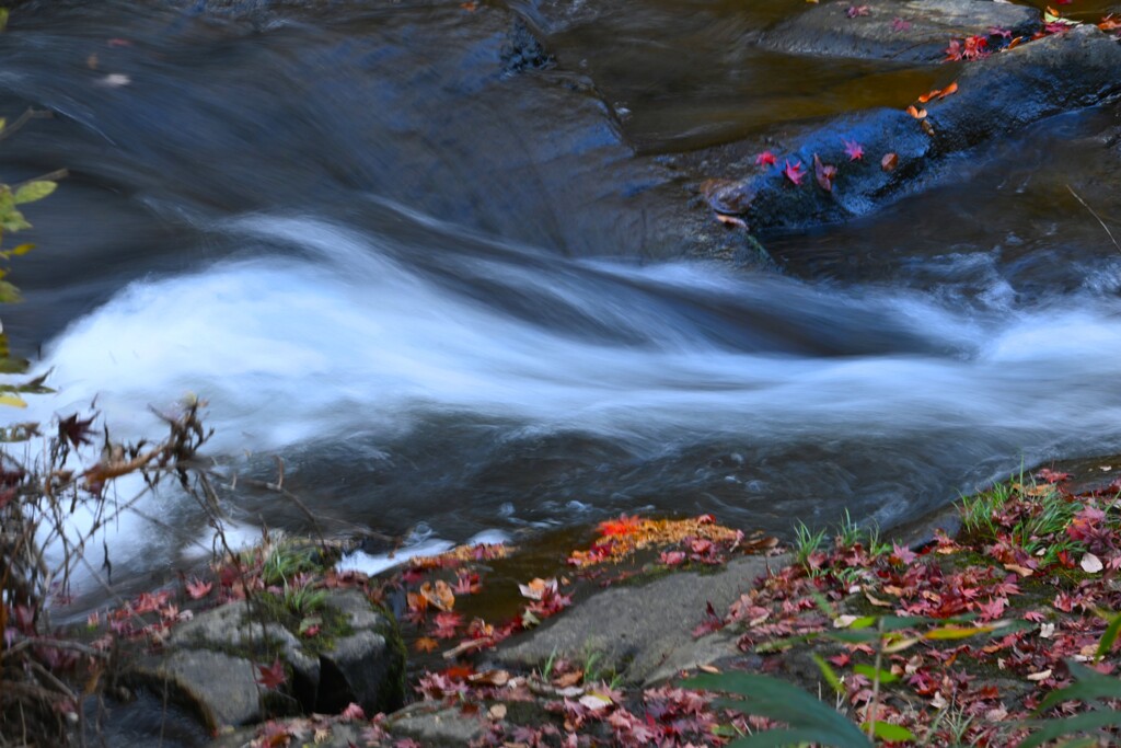 落葉流し～