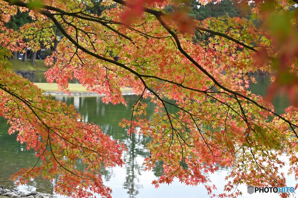 浄土庭園(毛越寺)