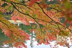 浄土庭園(毛越寺)