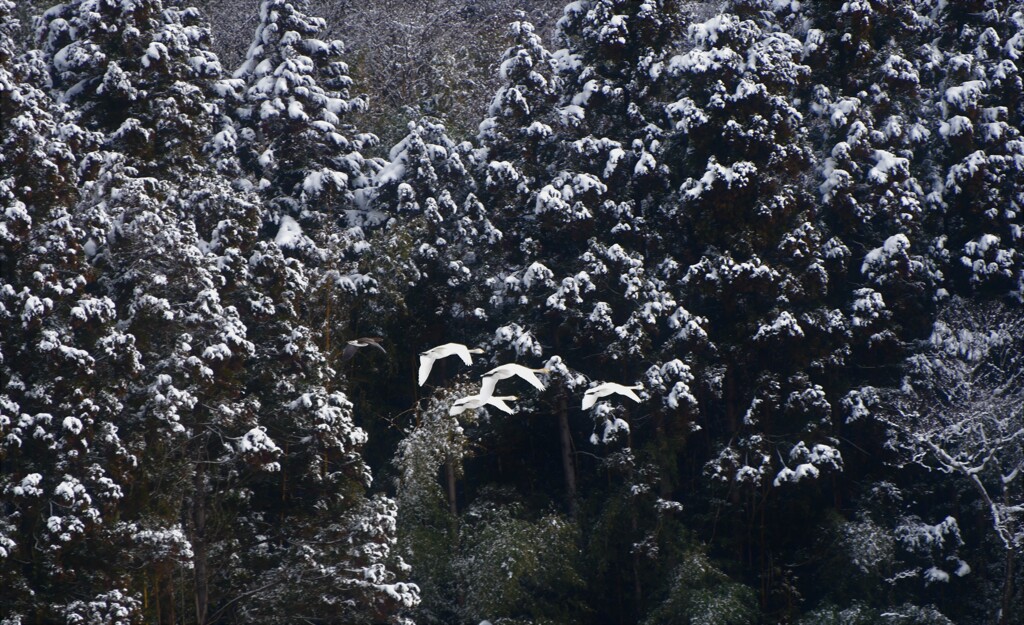雪景色がお似合い・・