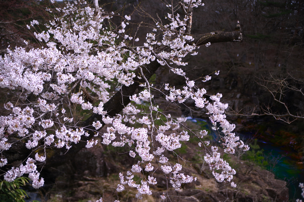 渓谷の桜