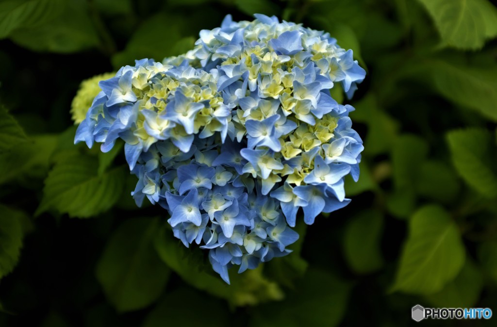 紫陽花に挑戦してみました！