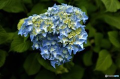 紫陽花に挑戦してみました！