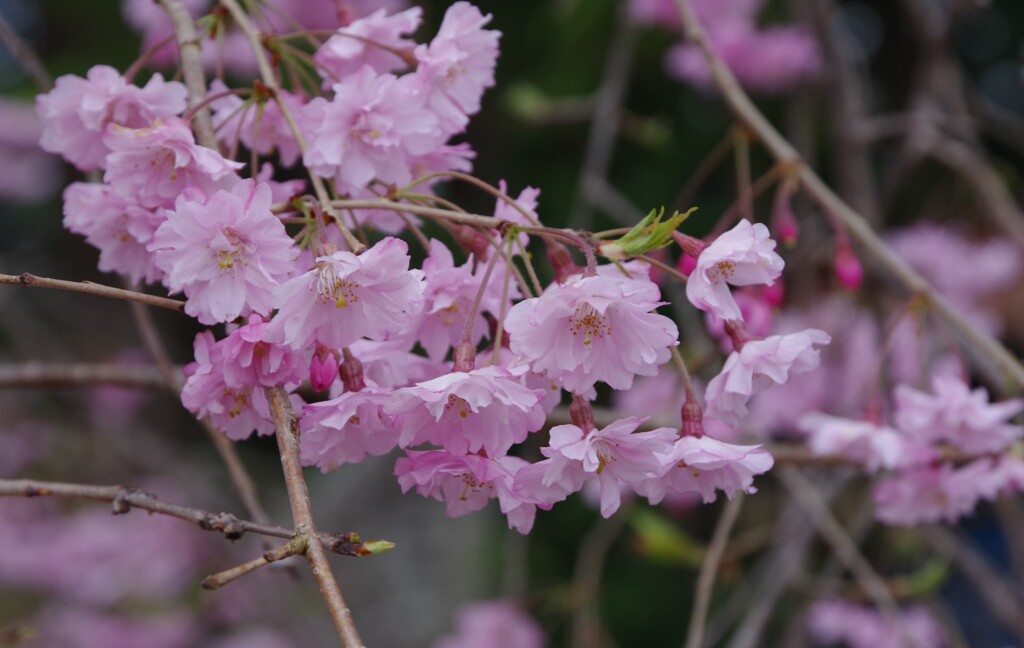 名残の桜