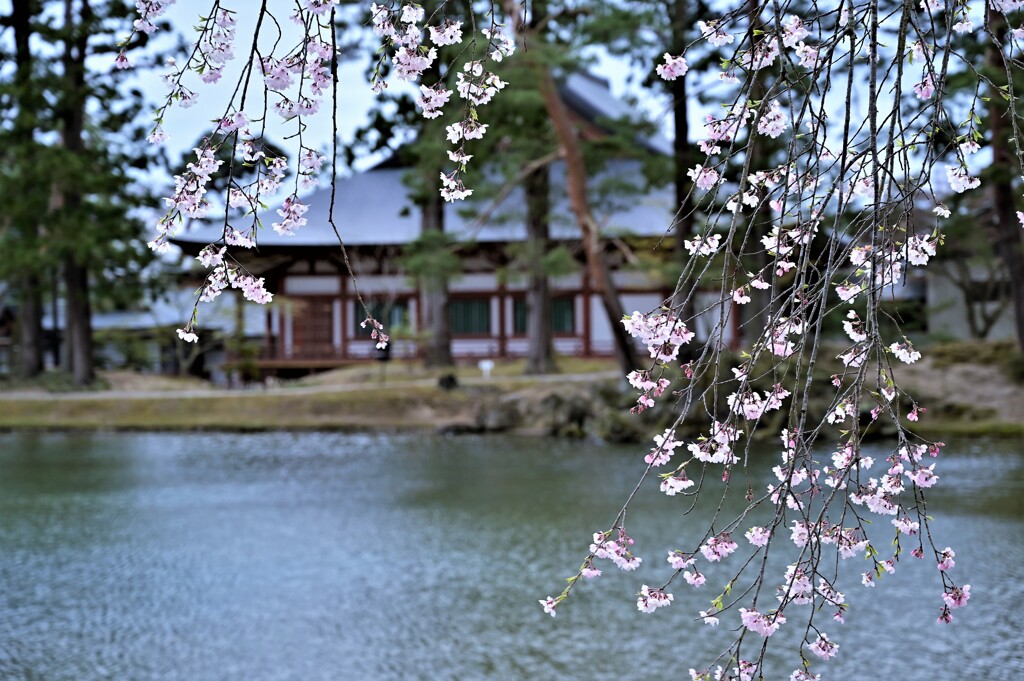 毛越寺（moutuuji）