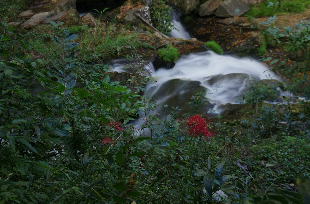 彼岸花