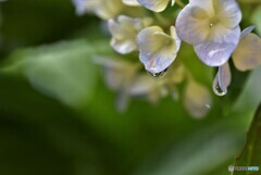 通り雨・・