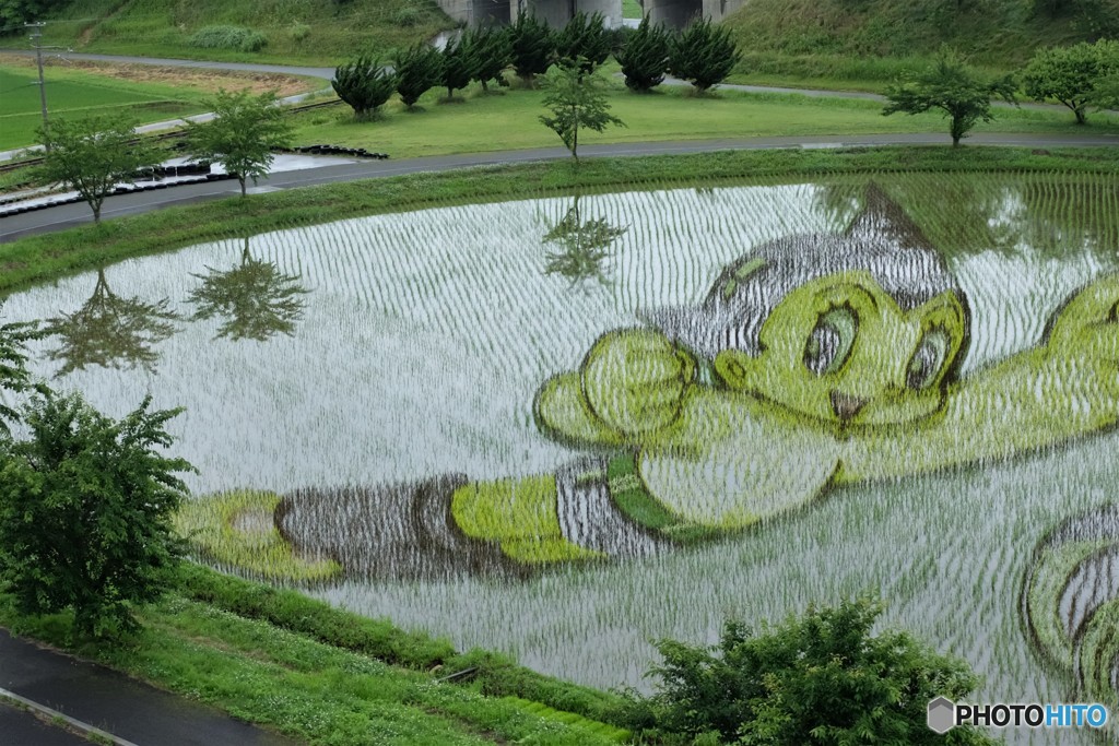 田んぼアート