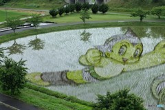 田んぼアート