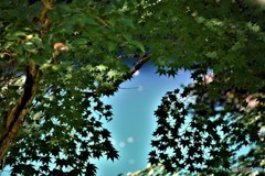 盛夏