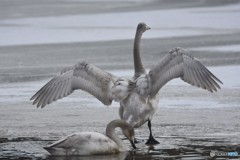 こんなにも逞しく・・