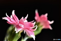 恋しくて・・ 春