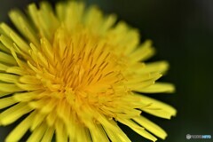 春花火