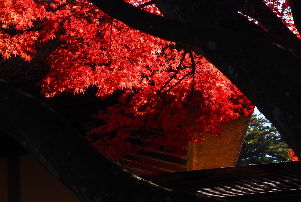 照紅葉