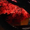 照紅葉