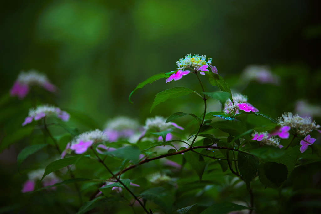 木洩れ陽の中で・・