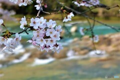 渓流の桜