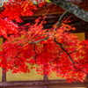 照陽