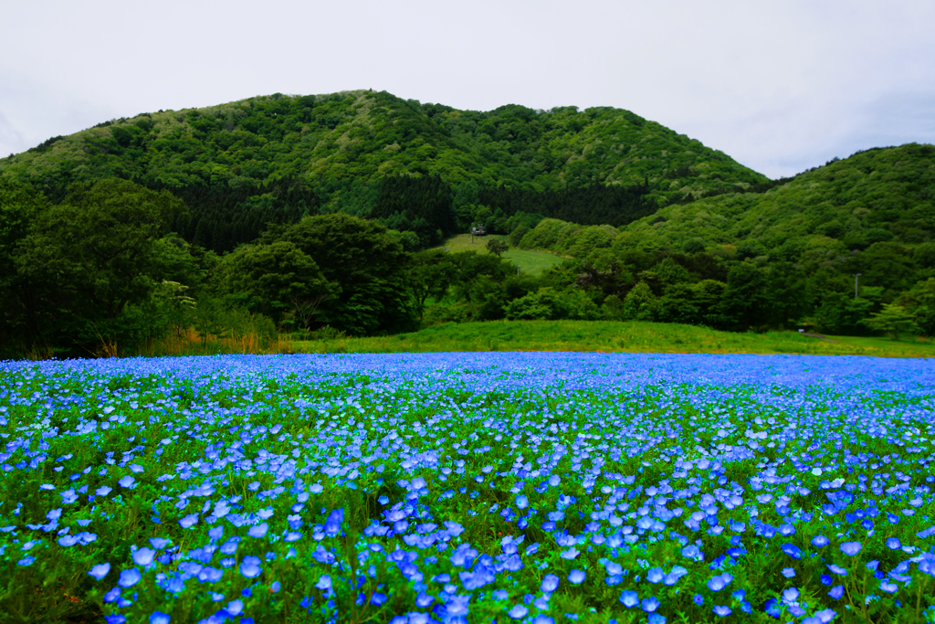 ～新緑の風～