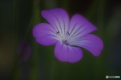 日が暮れて・・