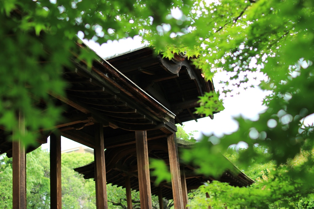 木々の間から