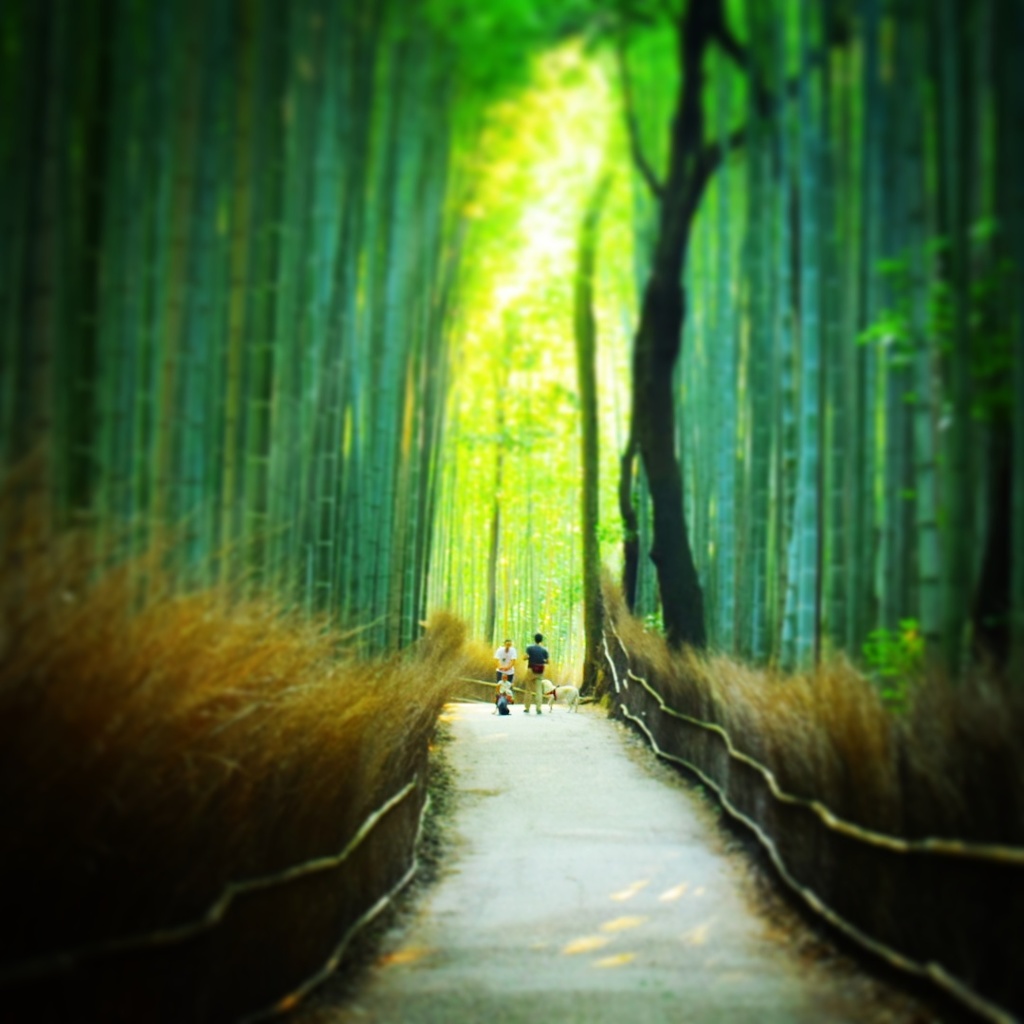 竹林の小径