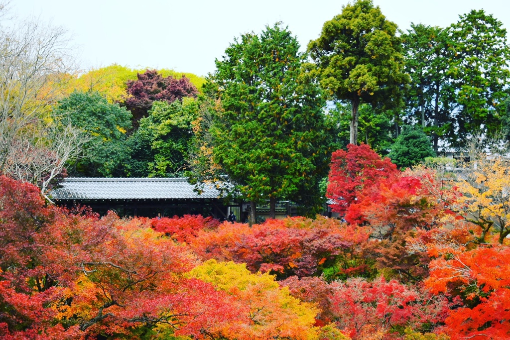 東福寺