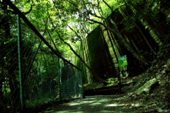 緑