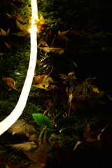LEDと葉