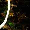LEDと葉