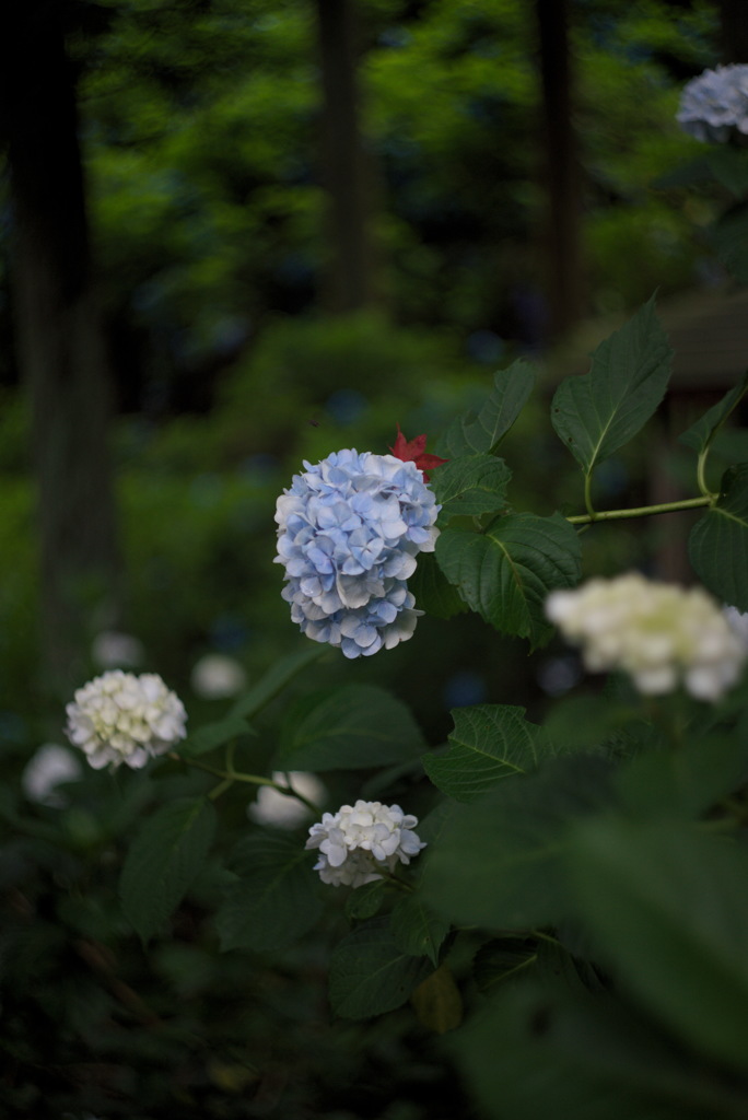 もみじと紫陽花