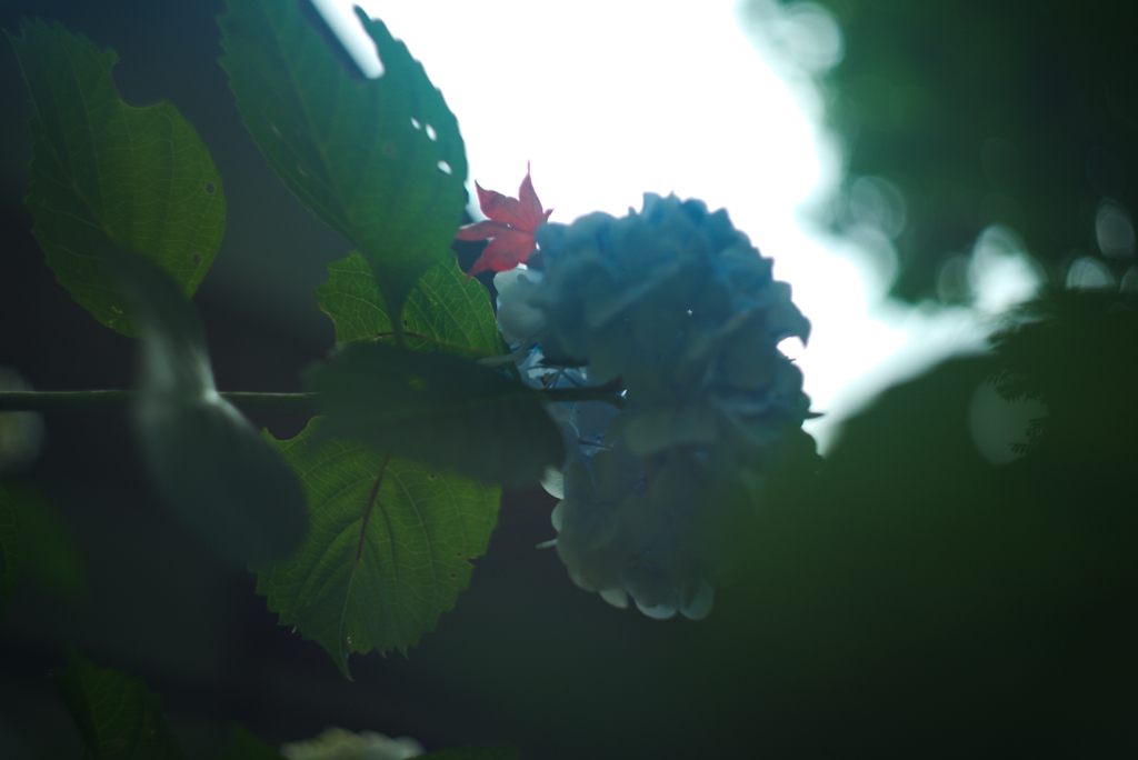 もみじと紫陽花