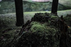 雨上がり